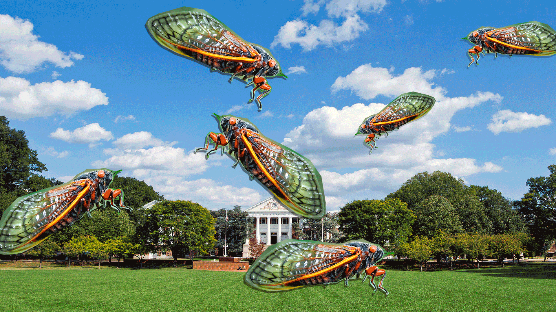 Cicadas 3