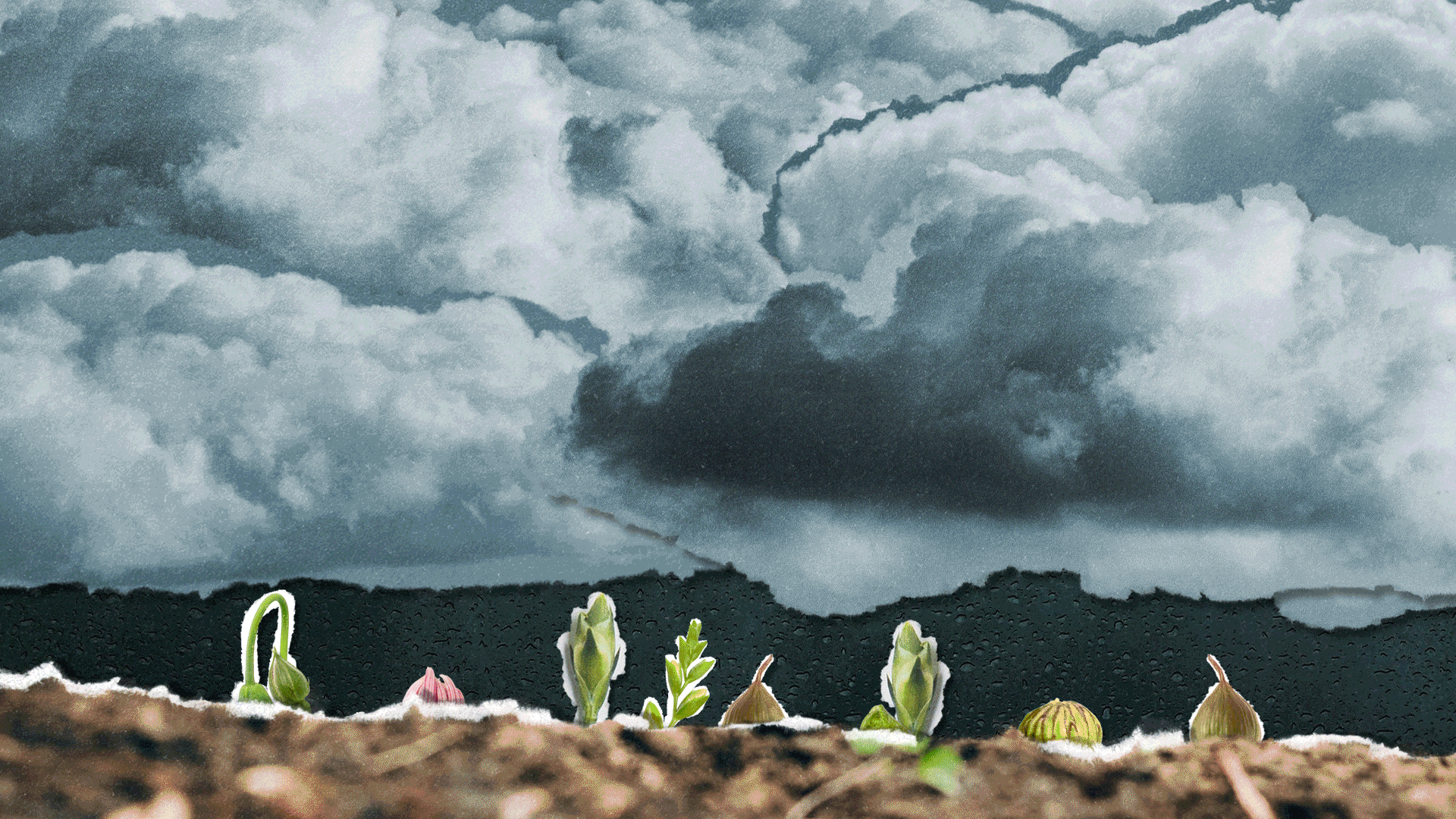 Grief gardening 1920x1080